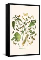 European Butterflies and Moths-W.F. Kirby-Framed Stretched Canvas