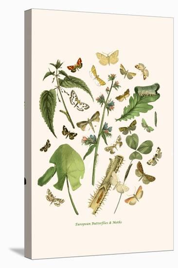 European Butterflies and Moths-W.F. Kirby-Stretched Canvas