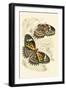 European Butterflies and Moths-James Duncan-Framed Art Print