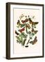 European Butterflies and Moths-W.F. Kirby-Framed Art Print