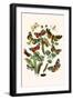 European Butterflies and Moths-W.F. Kirby-Framed Art Print