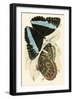 European Butterflies and Moths-James Duncan-Framed Art Print