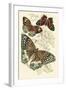 European Butterflies and Moths-James Duncan-Framed Art Print