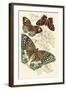 European Butterflies and Moths-James Duncan-Framed Art Print