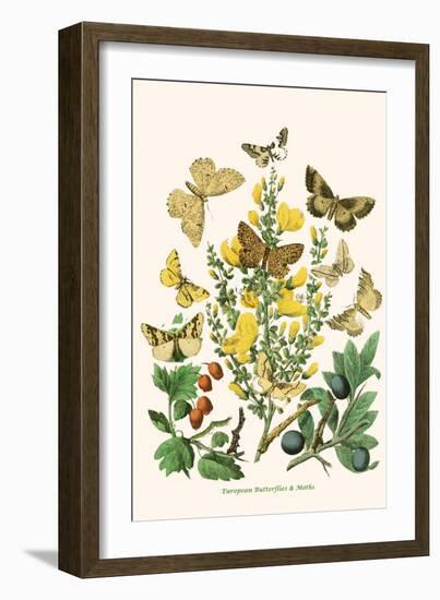 European Butterflies and Moths-W.F. Kirby-Framed Art Print