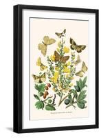 European Butterflies and Moths-W.F. Kirby-Framed Art Print