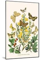 European Butterflies and Moths-W.F. Kirby-Mounted Art Print