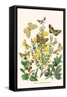 European Butterflies and Moths-W.F. Kirby-Framed Stretched Canvas