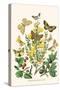 European Butterflies and Moths-W.F. Kirby-Stretched Canvas