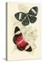 European Butterflies and Moths-James Duncan-Stretched Canvas