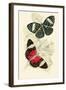 European Butterflies and Moths-James Duncan-Framed Art Print