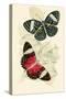 European Butterflies and Moths-James Duncan-Stretched Canvas