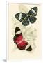 European Butterflies and Moths-James Duncan-Framed Art Print