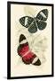 European Butterflies and Moths-James Duncan-Framed Art Print