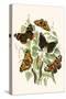 European Butterflies and Moths-W.F. Kirby-Stretched Canvas