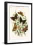 European Butterflies and Moths-W.F. Kirby-Framed Art Print