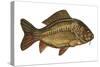 European Carp (Cyprinus Carpio)-null-Stretched Canvas