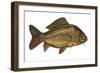 European Carp (Cyprinus Carpio)-null-Framed Giclee Print