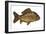 European Carp (Cyprinus Carpio)-null-Framed Giclee Print