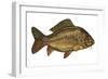 European Carp (Cyprinus Carpio)-null-Framed Giclee Print