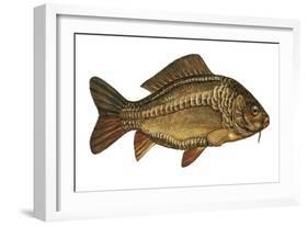 European Carp (Cyprinus Carpio)-null-Framed Giclee Print