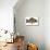 European Carp (Cyprinus Carpio)-null-Mounted Giclee Print displayed on a wall