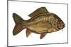 European Carp (Cyprinus Carpio)-null-Mounted Giclee Print