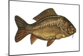 European Carp (Cyprinus Carpio)-null-Mounted Giclee Print