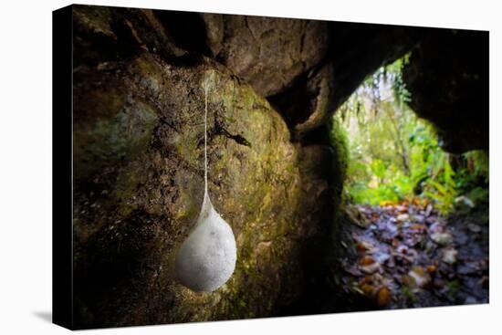 European cave spider egg sac containing young, hanging in cave-Alex Hyde-Stretched Canvas