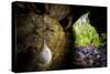 European cave spider egg sac containing young, hanging in cave-Alex Hyde-Stretched Canvas