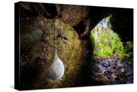 European cave spider egg sac containing young, hanging in cave-Alex Hyde-Stretched Canvas