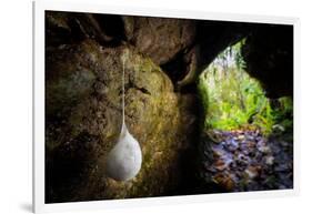 European cave spider egg sac containing young, hanging in cave-Alex Hyde-Framed Photographic Print