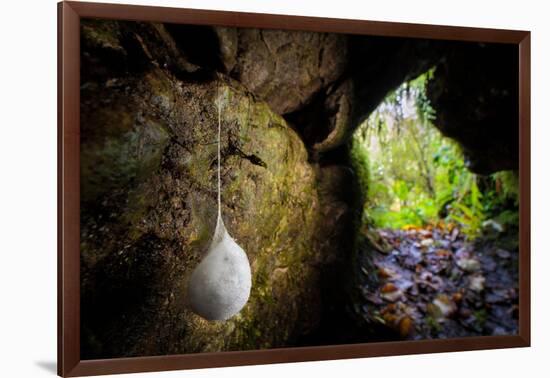 European cave spider egg sac containing young, hanging in cave-Alex Hyde-Framed Photographic Print