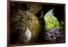 European cave spider egg sac containing young, hanging in cave-Alex Hyde-Framed Photographic Print