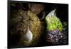 European cave spider egg sac containing young, hanging in cave-Alex Hyde-Framed Photographic Print