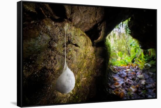 European cave spider egg sac containing young, hanging in cave-Alex Hyde-Framed Stretched Canvas