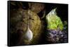 European cave spider egg sac containing young, hanging in cave-Alex Hyde-Framed Stretched Canvas