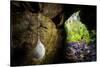 European cave spider egg sac containing young, hanging in cave-Alex Hyde-Stretched Canvas