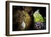 European cave spider egg sac containing young, hanging in cave-Alex Hyde-Framed Photographic Print