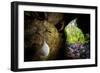 European cave spider egg sac containing young, hanging in cave-Alex Hyde-Framed Photographic Print