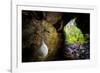 European cave spider egg sac containing young, hanging in cave-Alex Hyde-Framed Photographic Print