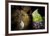 European cave spider egg sac containing young, hanging in cave-Alex Hyde-Framed Photographic Print