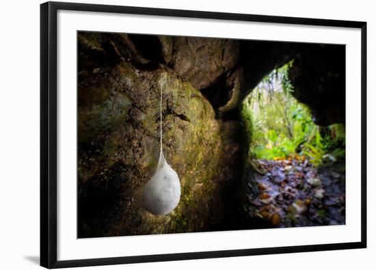 European cave spider egg sac containing young, hanging in cave-Alex Hyde-Framed Photographic Print