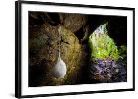 European cave spider egg sac containing young, hanging in cave-Alex Hyde-Framed Photographic Print