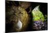 European cave spider egg sac containing young, hanging in cave-Alex Hyde-Mounted Photographic Print