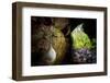 European cave spider egg sac containing young, hanging in cave-Alex Hyde-Framed Photographic Print