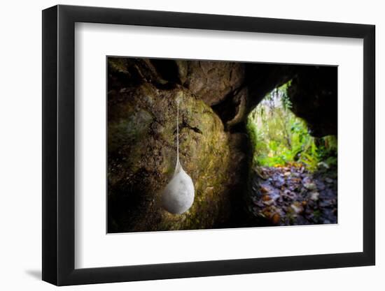 European cave spider egg sac containing young, hanging in cave-Alex Hyde-Framed Photographic Print