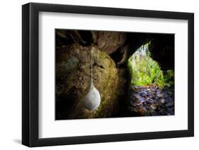 European cave spider egg sac containing young, hanging in cave-Alex Hyde-Framed Photographic Print