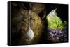 European cave spider egg sac containing young, hanging in cave-Alex Hyde-Framed Stretched Canvas