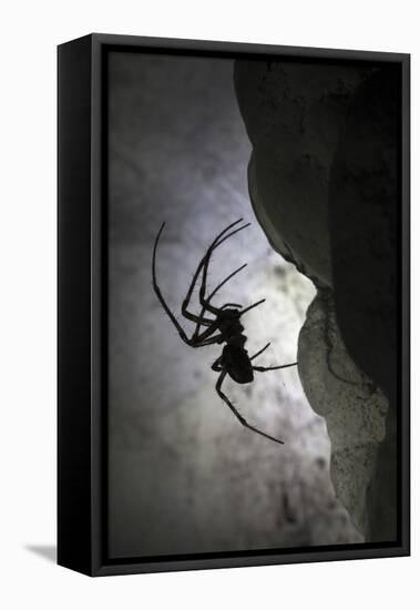European Cave Spider (Meta Menardi) in Limestone Cave. Plitvice Lakes National Park, Croatia-Alex Hyde-Framed Stretched Canvas